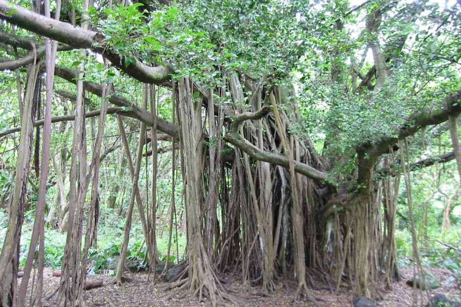 ../image/banyan tree at ohe'o gulch.jpg